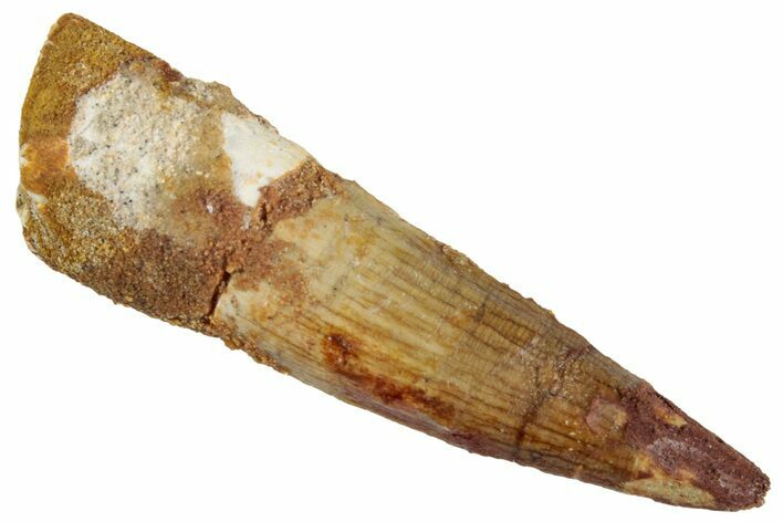 Fossil Spinosaurus Tooth - Real Dinosaur Tooth #268394